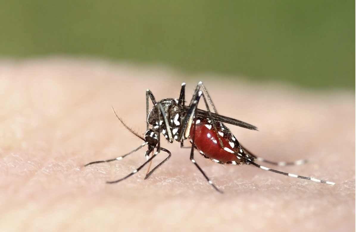 Arrivano le zanzare
