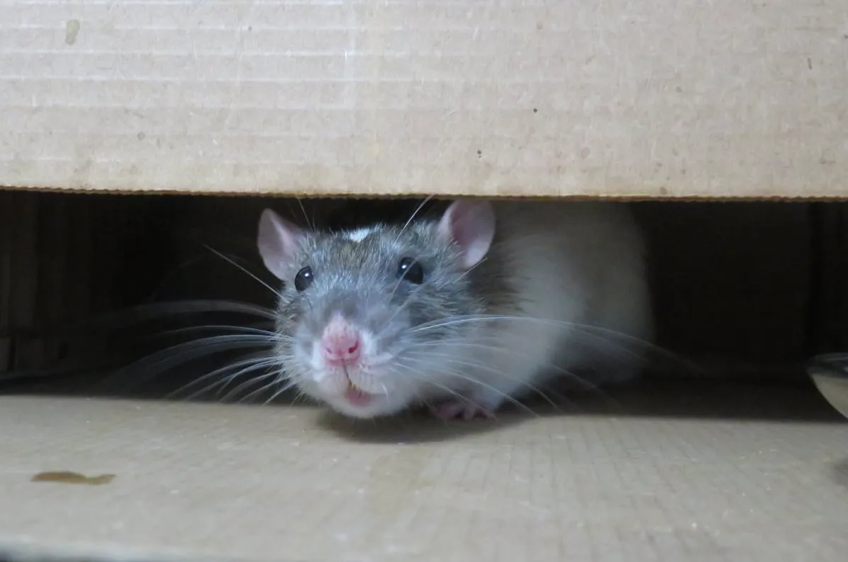 3 Motivi perché i topi continuano a tornare